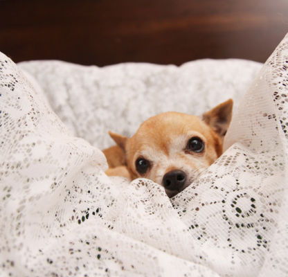 Caring for pets during fireworks - Dynamite Fireworks